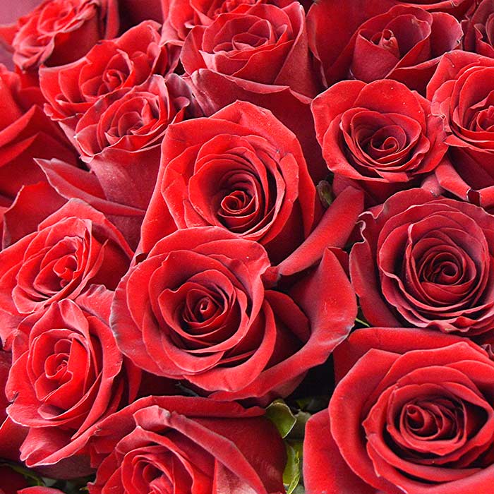 Букет из 75 красных роз